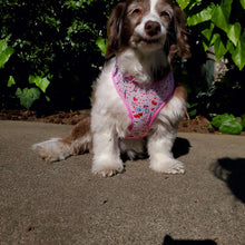 Load image into Gallery viewer, Adjustable Harness - Take Me to Paris - Petponia