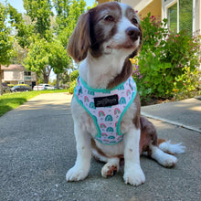 Load image into Gallery viewer, Over The Rainbow - Adjustable Harness - Petponia