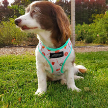 Load image into Gallery viewer, Duh!-Nut Adjustable Dog Harness - Petponia