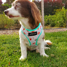 Load image into Gallery viewer, Duh!-Nut Dog Walking Bundle ( Adjustable Harness, Leash & Waste Bag Holder) - Petponia