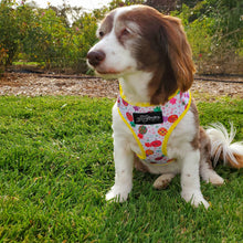 Load image into Gallery viewer, Fine!-Apple Adjustable Dog Harness - Petponia