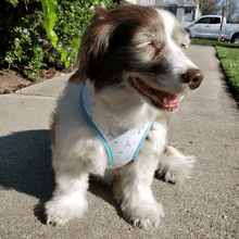 Load image into Gallery viewer, Adjustable Harness - Take Me to Paris - Petponia