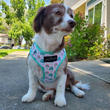 Load image into Gallery viewer, Over The Rainbow - Adjustable Harness - Petponia