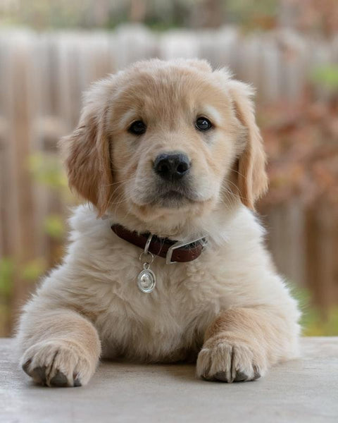 7 Behaviors to Look Out for in A New Puppy