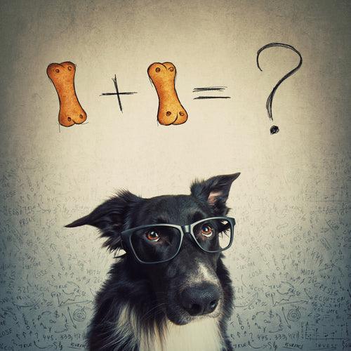 Five Brain Games for Intelligent Dogs