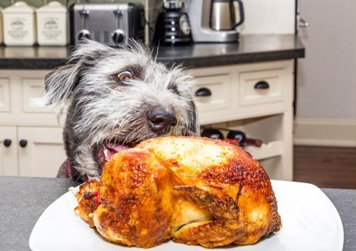 Do you want to make Thanksgiving special for your pet?! Here are a few suggestions for pet friendly Thanksgiving dinner recipes!