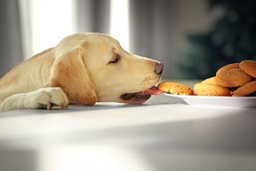 Amazing Dog Biscuit Recipes Your Pup Will Love!