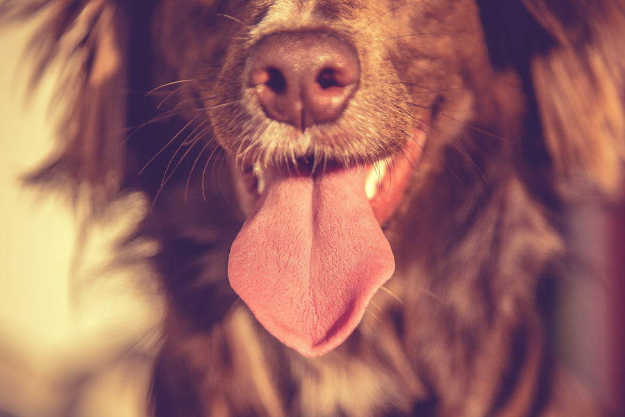 5 Things You Can Learn From Your Dog That Will Increase Your Wellbeing