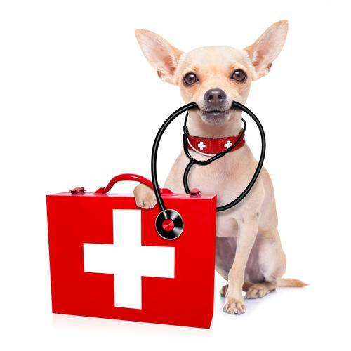 First Aid Kit for Your Dog