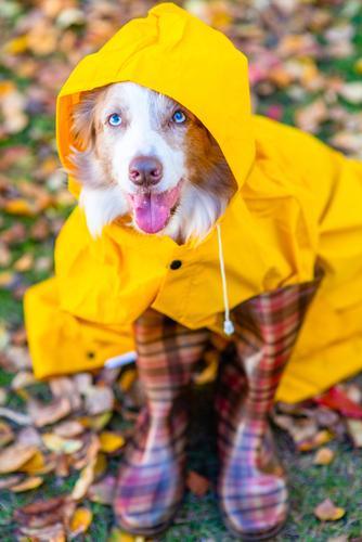 As The Weather Changes, It's Still a Good Time to Teach Old Dogs (or New Dogs) New Tricks