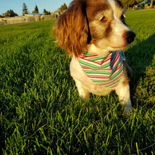 Load image into Gallery viewer, Candy Cane Tie On Dog Bandana - Petponia
